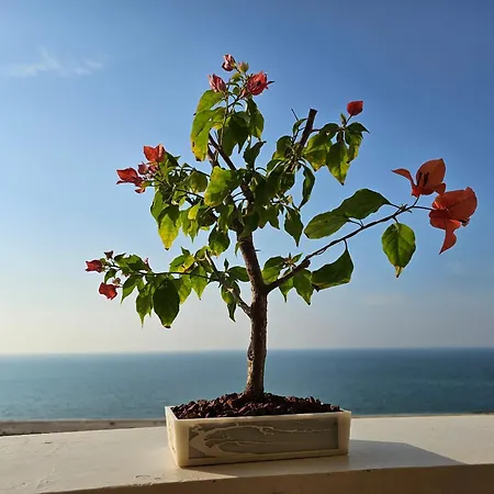Full Sea View Studio High Floor Ra’s al-Chaima Exterior foto